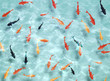 金魚