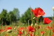 Foto: mohn stimmung gefühlt mohn stimmung gefühlt