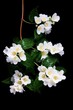 jasmine