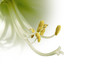 étamines d'amaryllis blanc