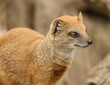 Yellow Mongoose
