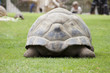 tortue de terre