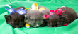 fluffy little kittens