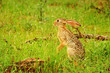 Wild Hare