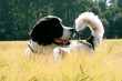 hund im feld