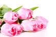 a close-up of pink tulips isolated over white a close-up of pink tulips isolated over white