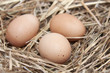 Nest