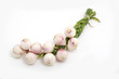 bunch of garlic isolated on white background bunch of garlic isolated on white background