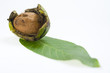 detail of craks raw wallnut with leaf detail of craks raw wallnut with leaf