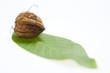 detail of raw wallnut with leaf detail of raw wallnut with leaf