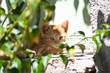 Cat 3
