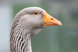 Foto: Höckergans Höckergans