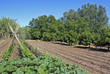 huerta