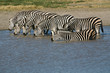 Gruppo di zebre