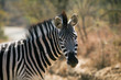 Zebra guarda in macchina