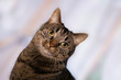 Katzen-Portrait