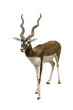 black buck