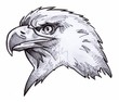 Bald Eagle Sketch Bald Eagle Sketch