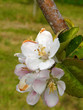 Fleur de pommier