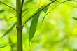 Bamboo