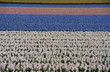 Bulb fields, Holland