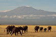 Kilimanjaro mit Elefantenherde Kilimanjaro mit Elefantenherde