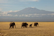 Kilimanjaro mit Elefantenherde