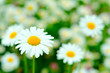 Margeritenwiese