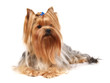 Yorkshire Terrier isolated on white Yorkshire Terrier isolated on white