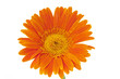 gerbera gerbera