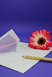 Envelope with Daisy
