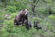 Bärenfamilie