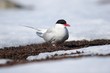 Arctic tern