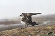 Arctic skua