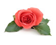 Beautiful Isolated Romatic Red Rose Beautiful Isolated Romatic Red Rose