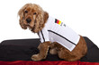 Hund im WM-Trickot (freigestellt)