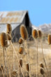 Barn With Thistles