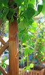Vine