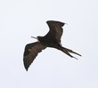 Magnificent Frigatebird