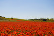 Campo de amapolas con forma de lengua