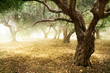 Old Olive Trees