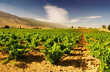 Beautiful Lush Grape Vineyard