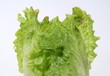 Grüne Kopfsalat.