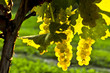 Yellow grapes Yellow grapes