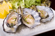 Fresh Oysters