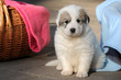 Welpe vor Hundekorb