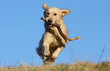 golden retriever transportant un bout de bois sous le ciel bleu