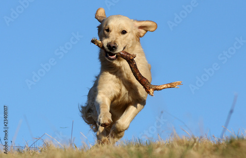 Photo: golden retriever transportant un bout de bois sous le ciel bleu golden retriever transportant un bout de bois sous le ciel bleu