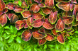 leaves