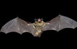 Bat 9